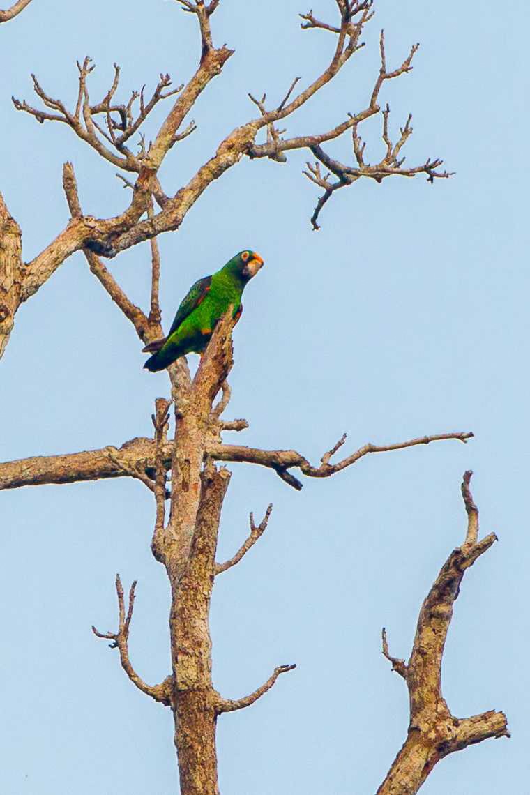 Red-fronted Parrot