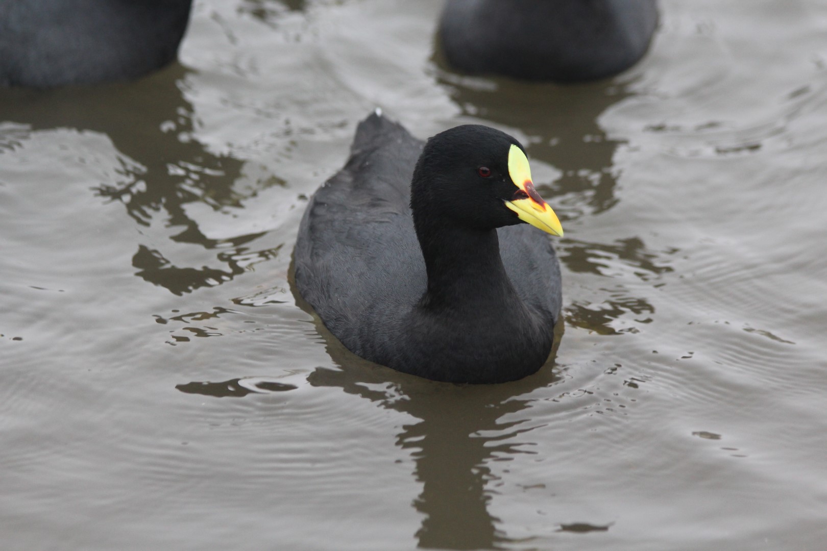 Red-gartered Coot