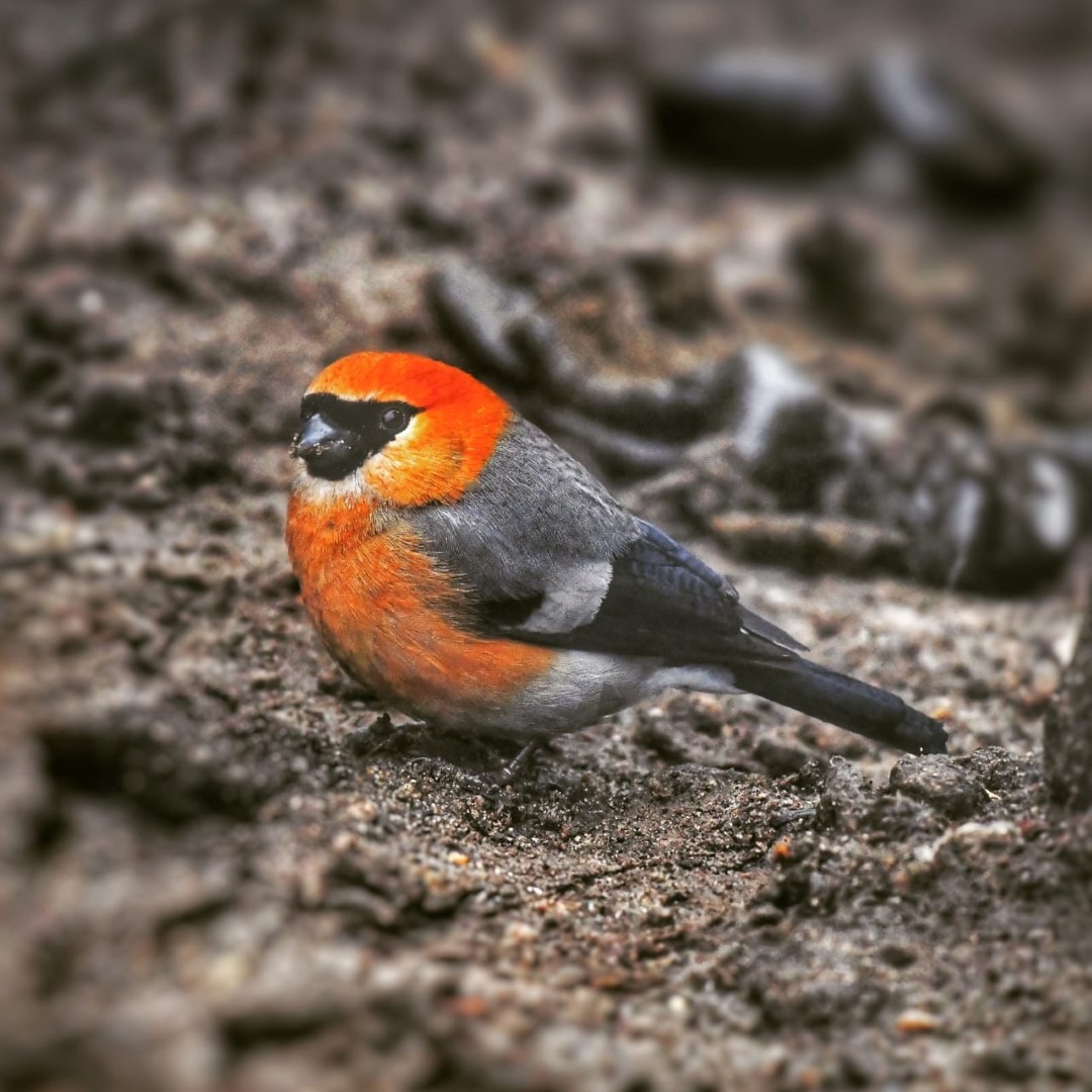 Red-headed Bullfinch