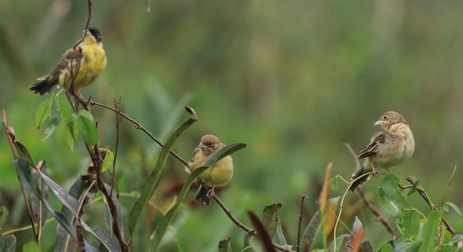 Red-headed Bunting