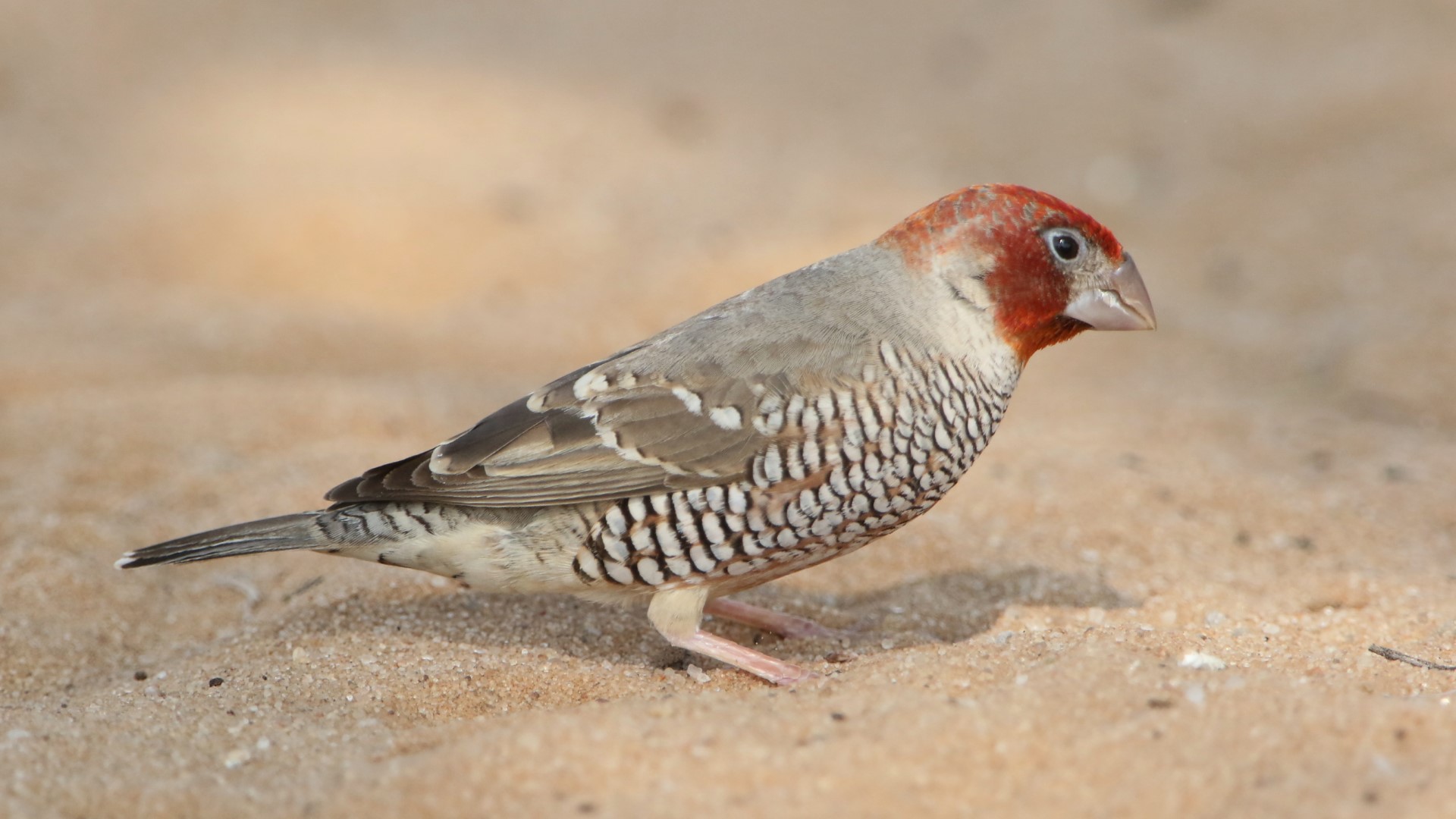 Red-headed Finch