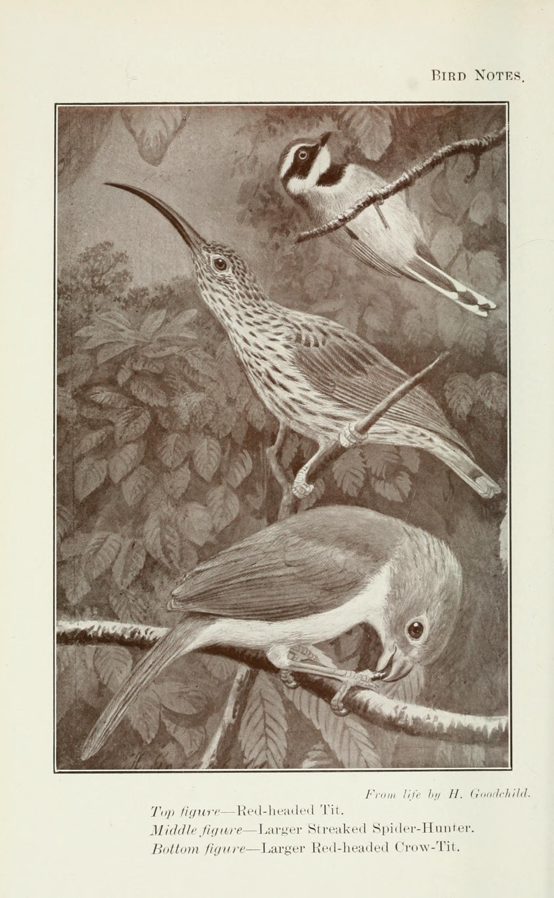 Red-headed Parrotbill