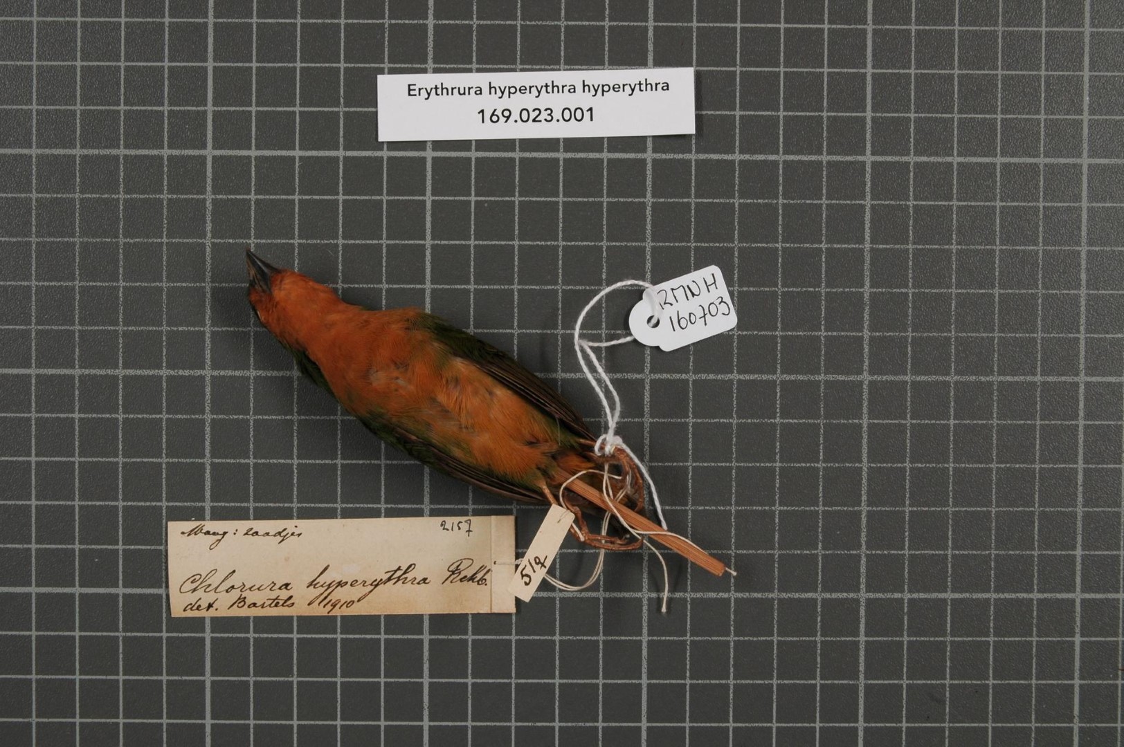 Red-headed Parrotfinch