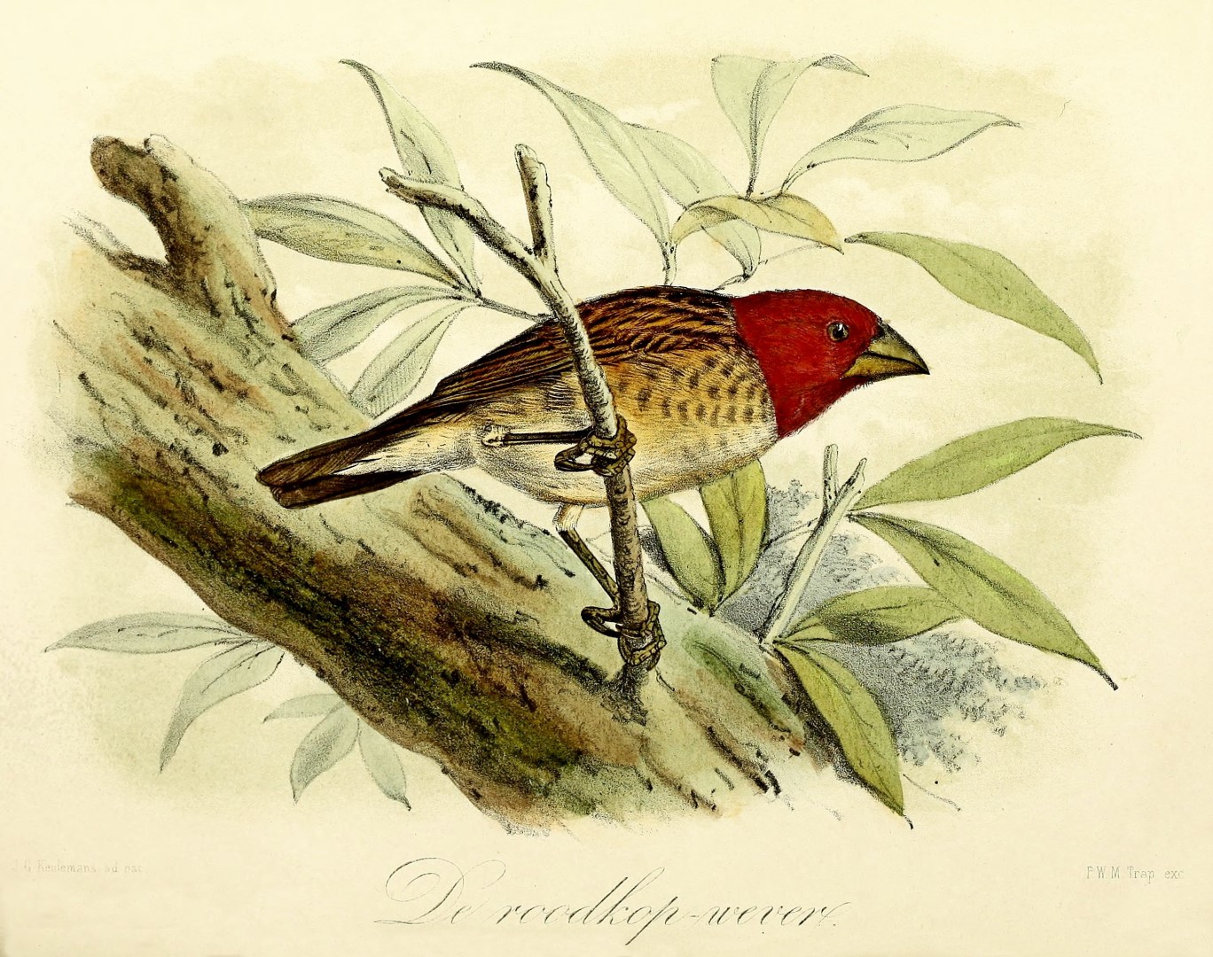 Red-headed Quelea