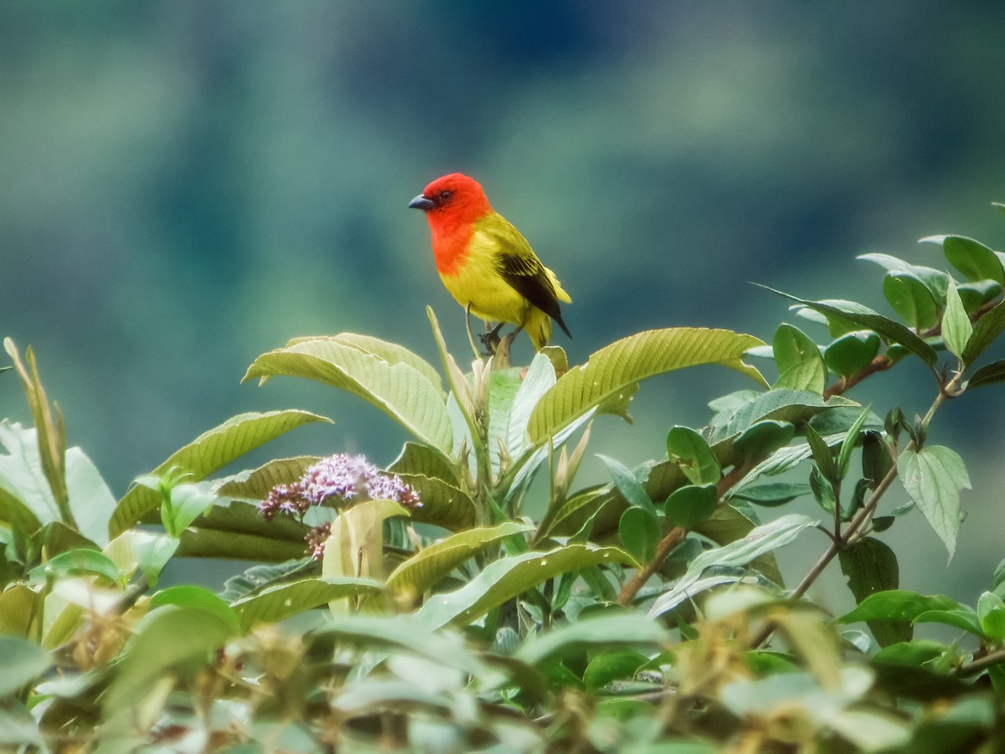 Red-headed Tanager