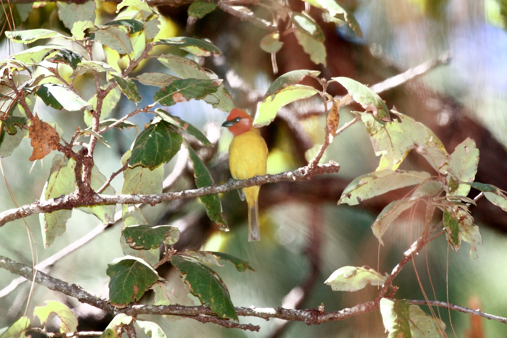 Red-headed Tanager