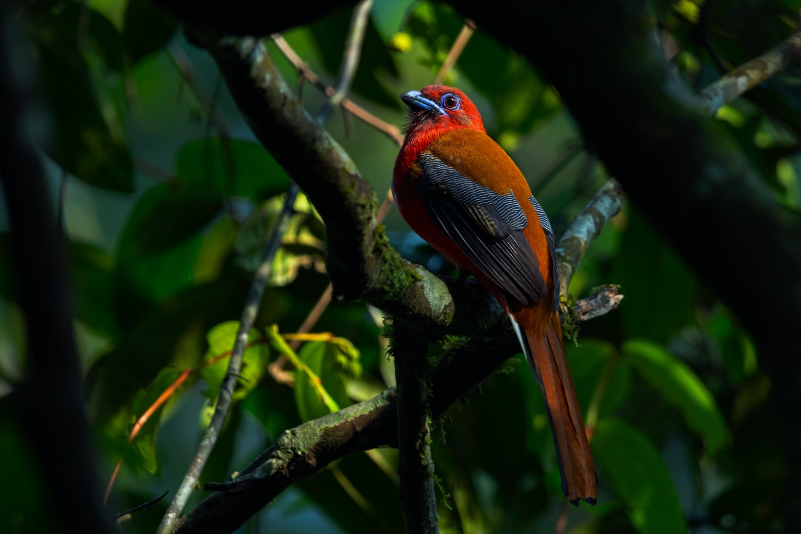 Red-headed Trogon