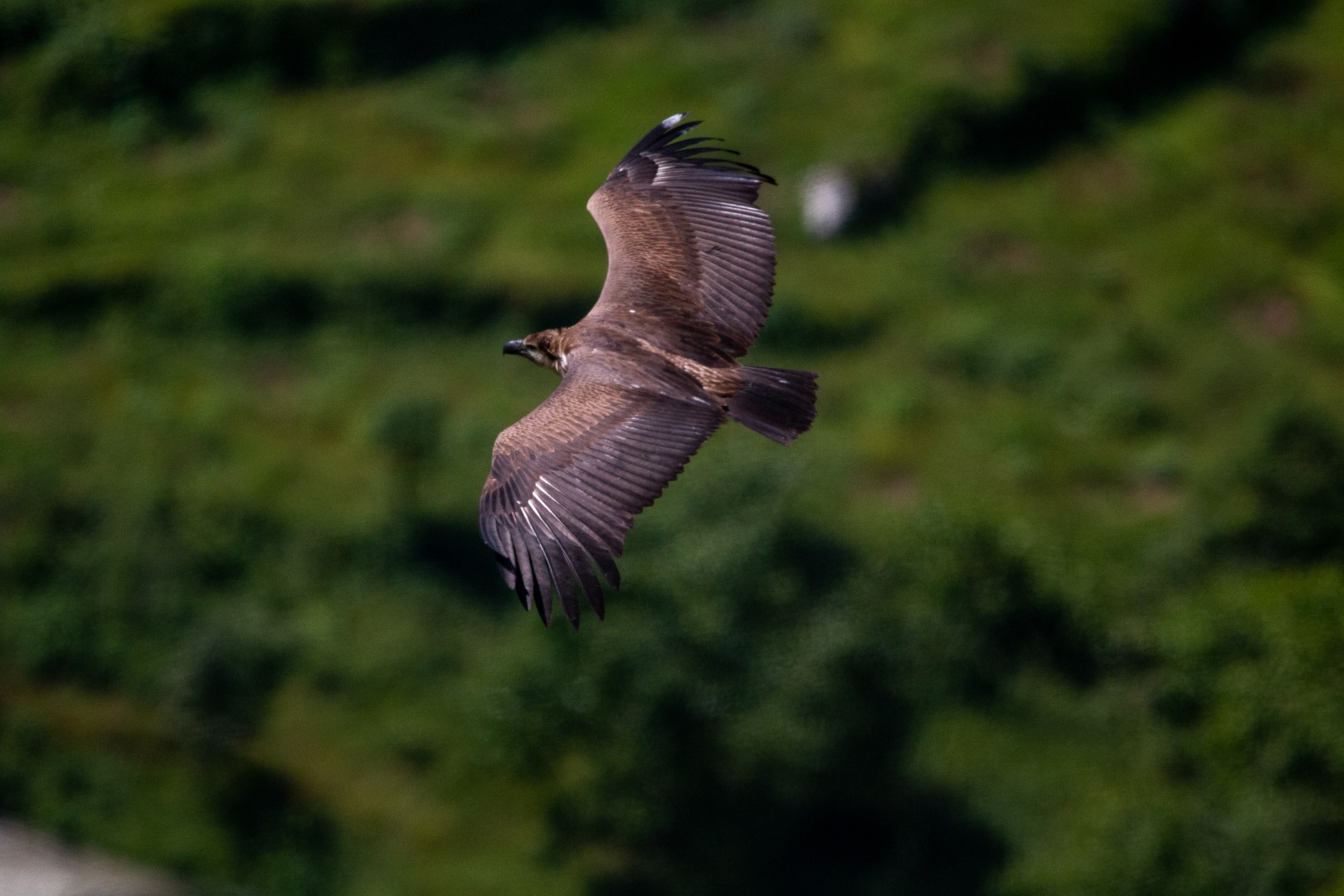 Red-headed Vulture