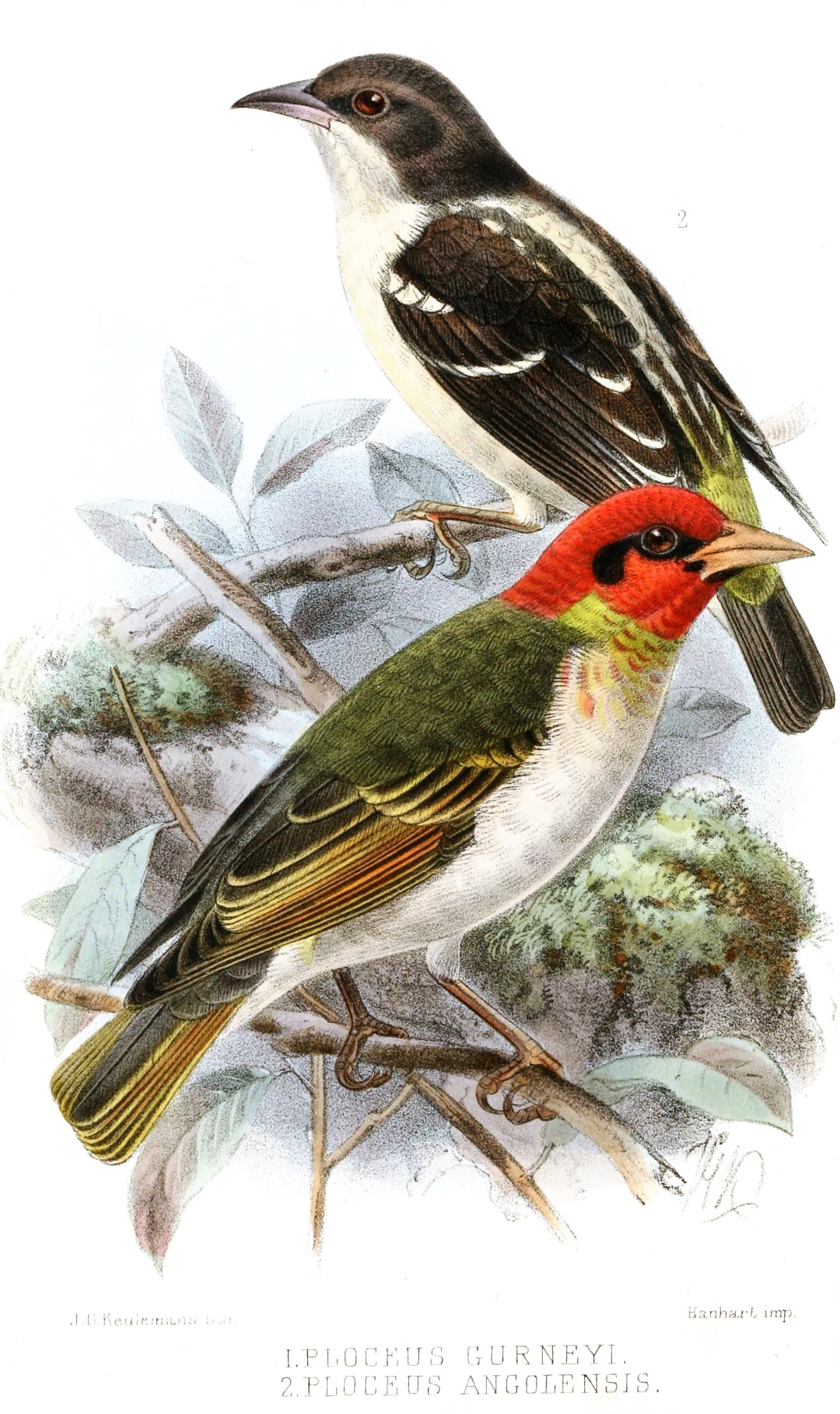 Red-headed Weaver