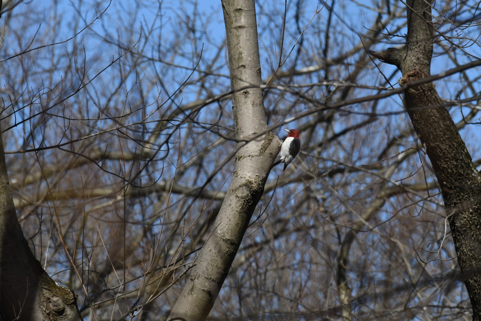 Red-headed Woodpecker