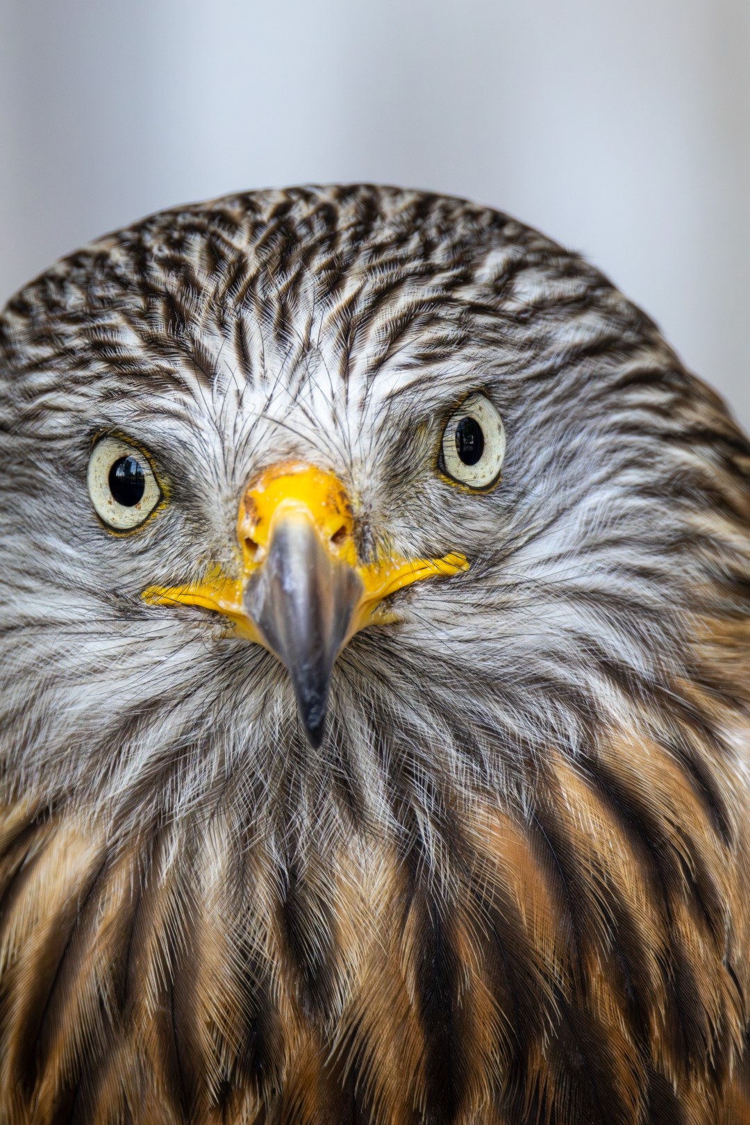 Red Kite
