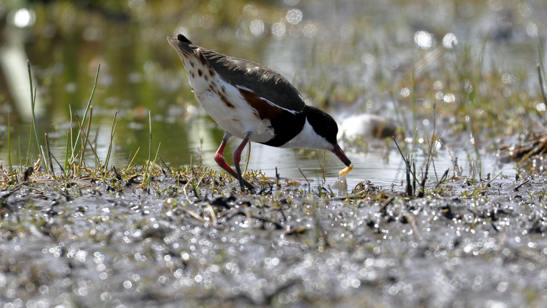 Red-kneed Dotterel