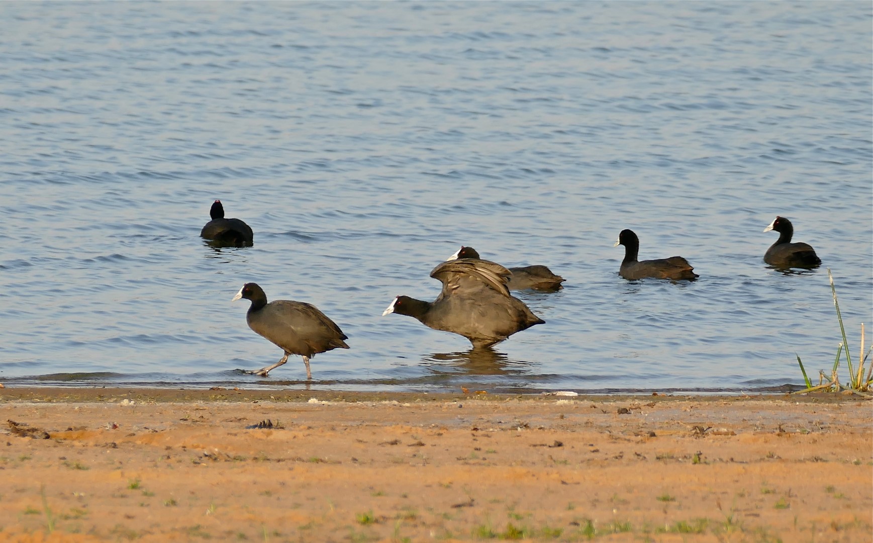 Red-knobbed Coot