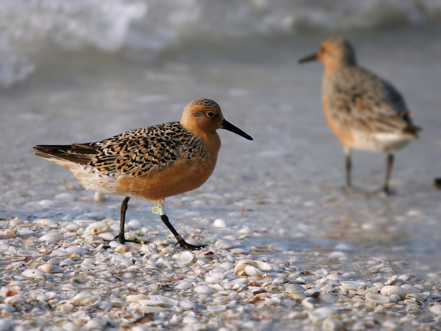 Red Knot