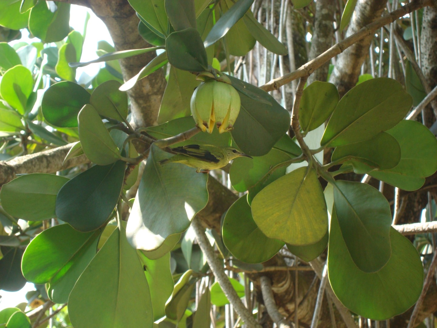 Red-legged Honeycreeper
