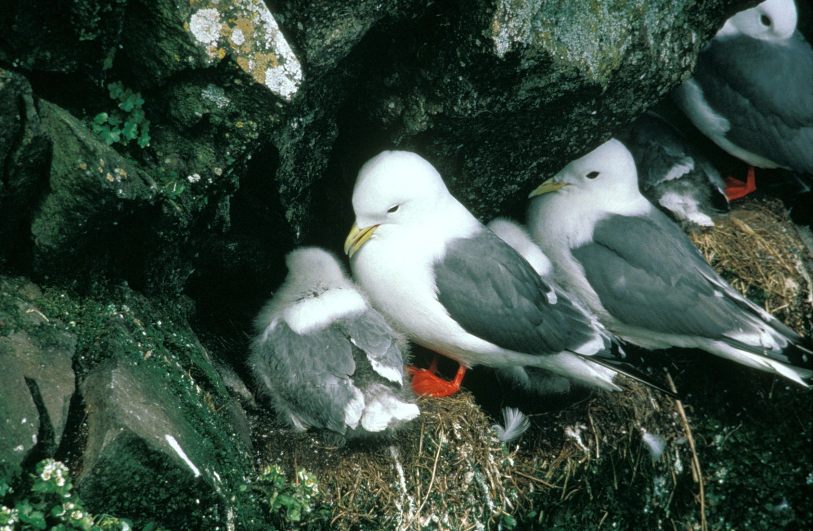Red-legged kittiwake