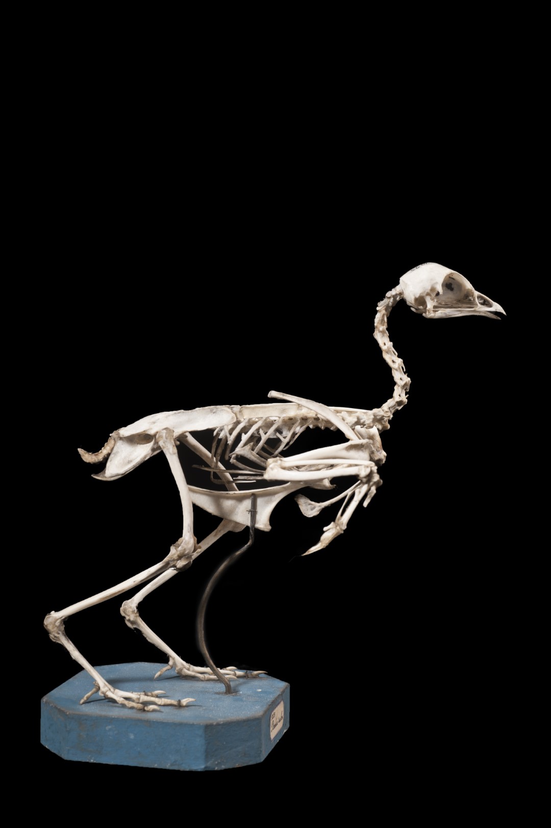 Red-legged Partridge