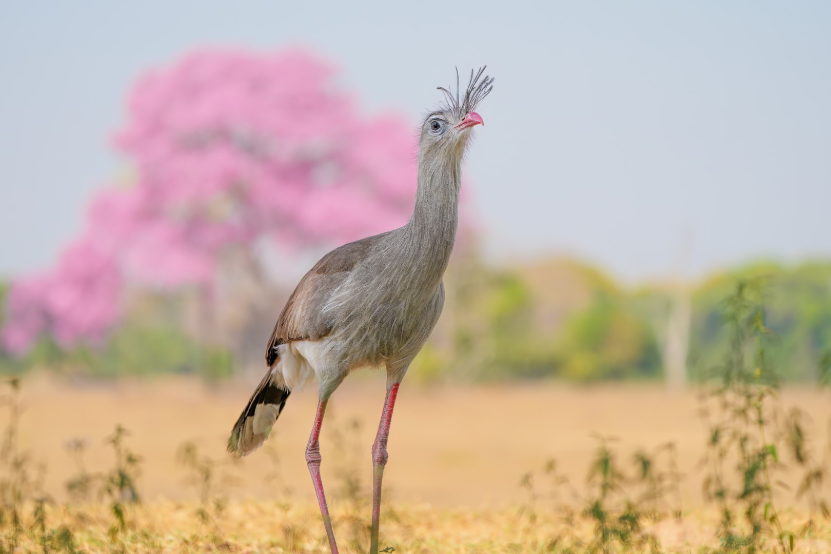 Red-legged Seriema