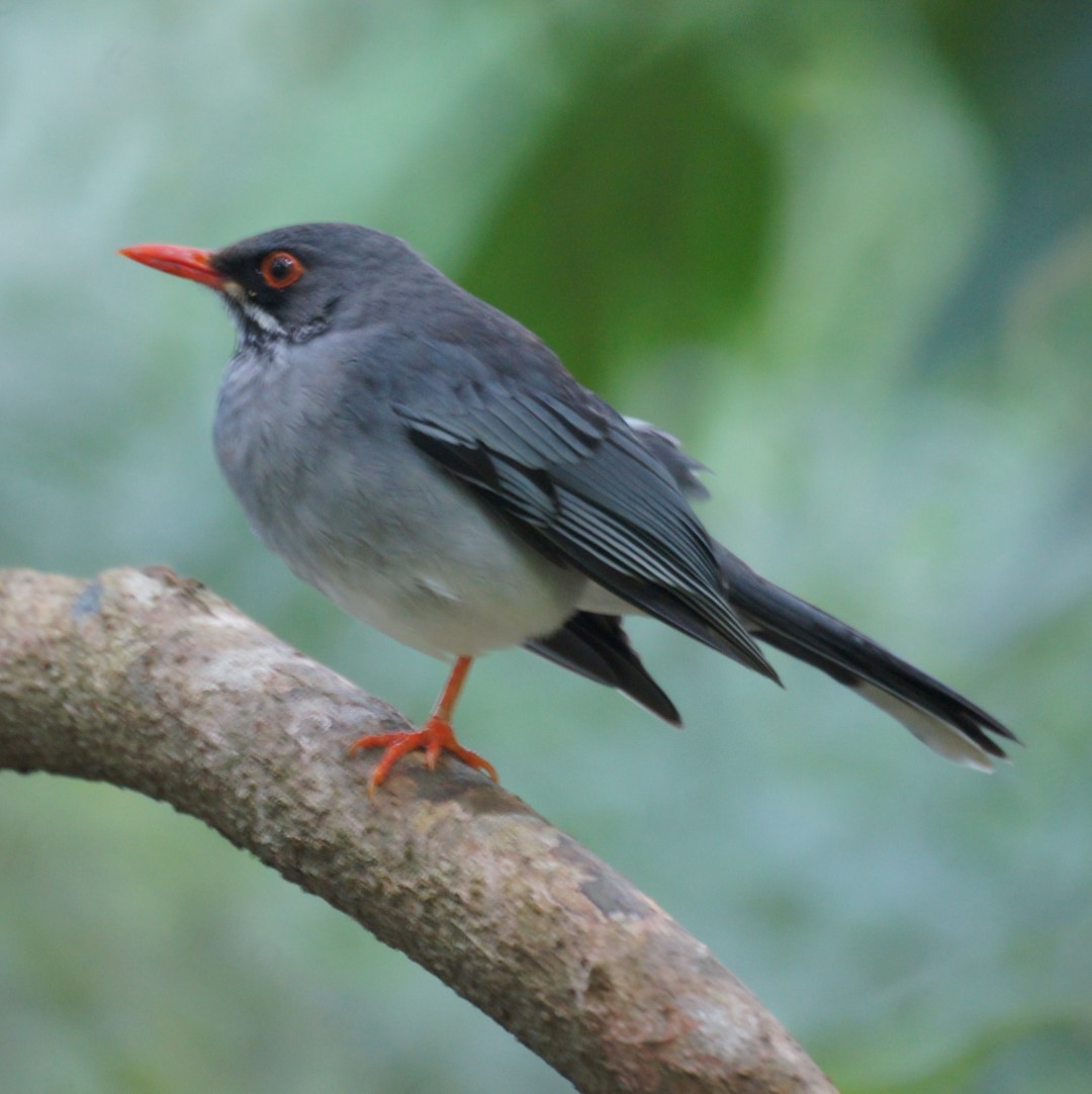 Red-legged Thrush