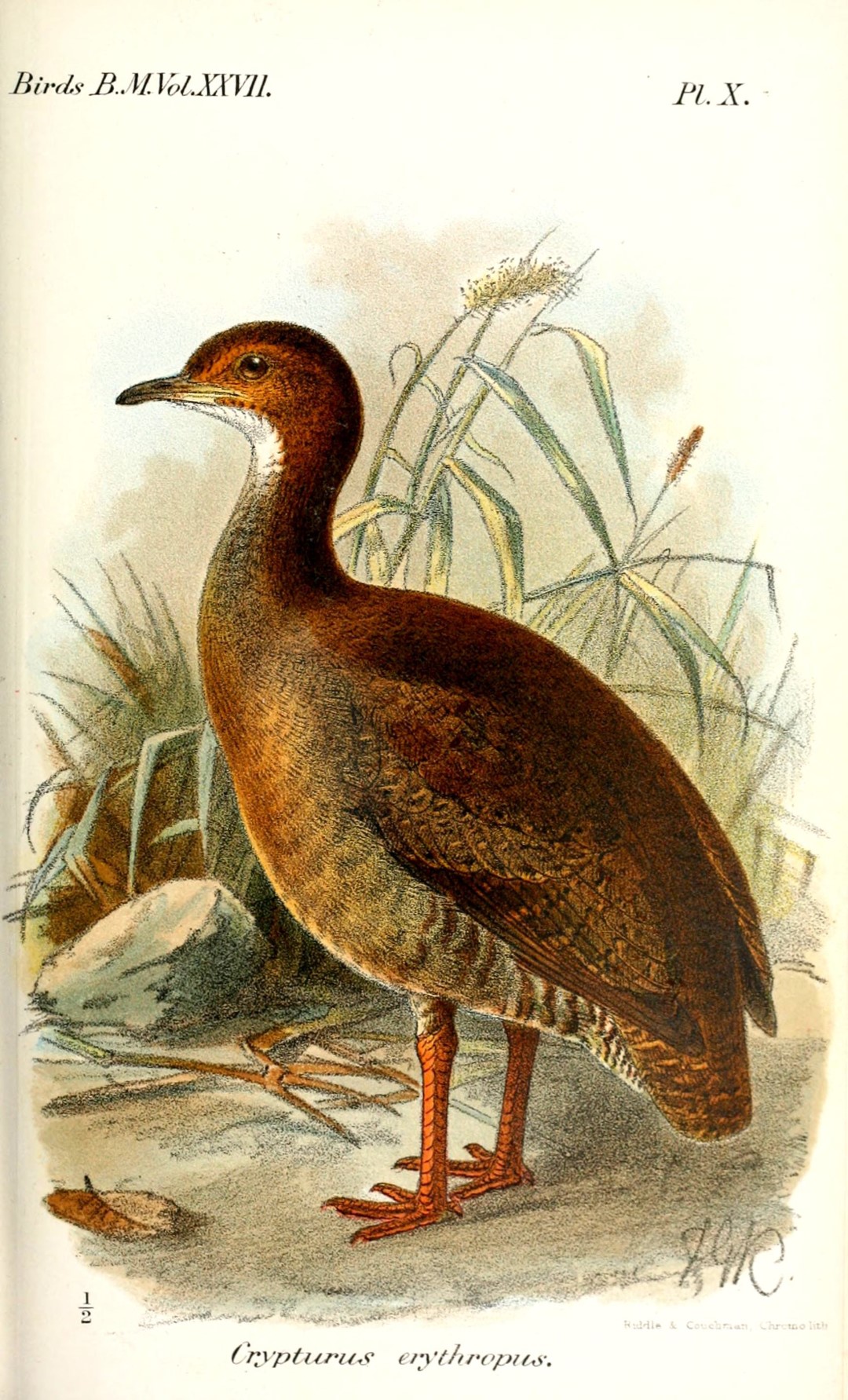 Red-legged Tinamou