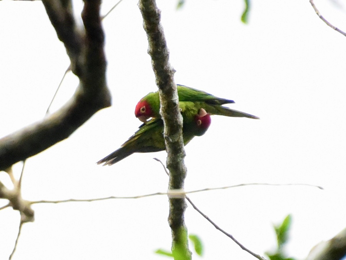 Red-masked Parakeet