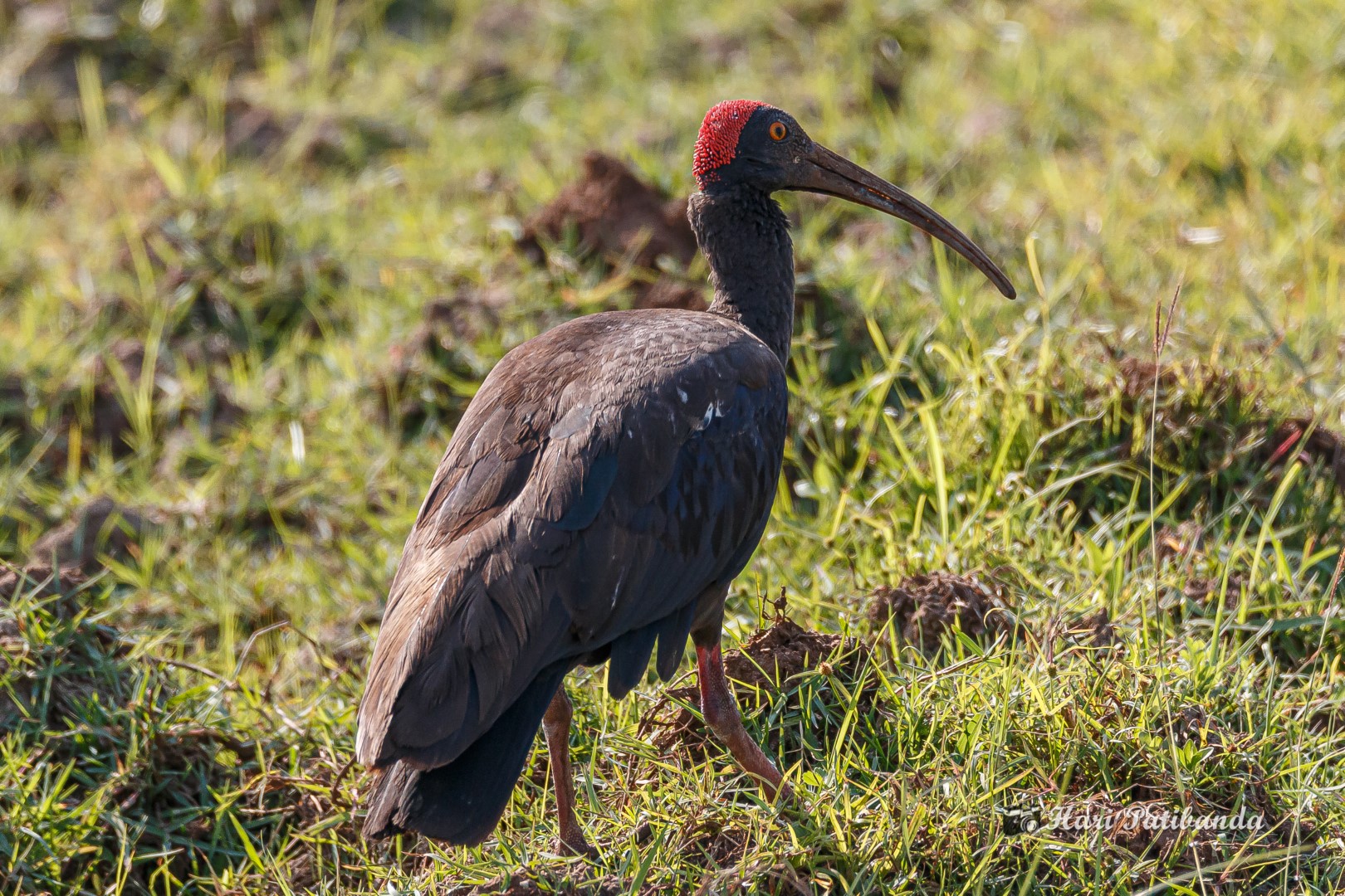 Red-naped Ibis