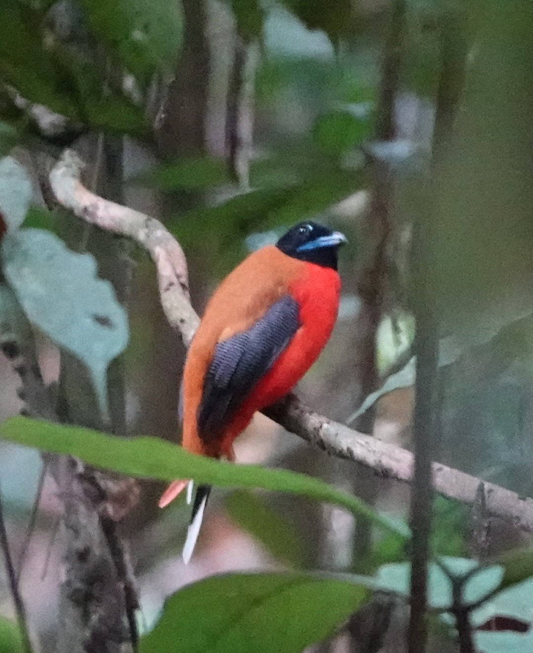 Red-naped Trogon