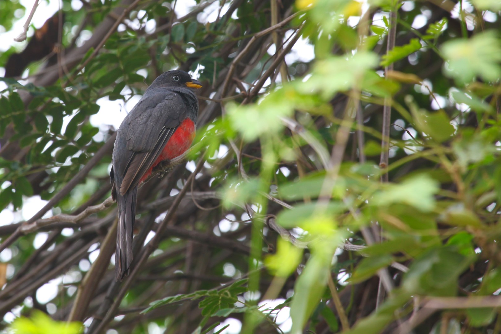 Red-naped Trogon