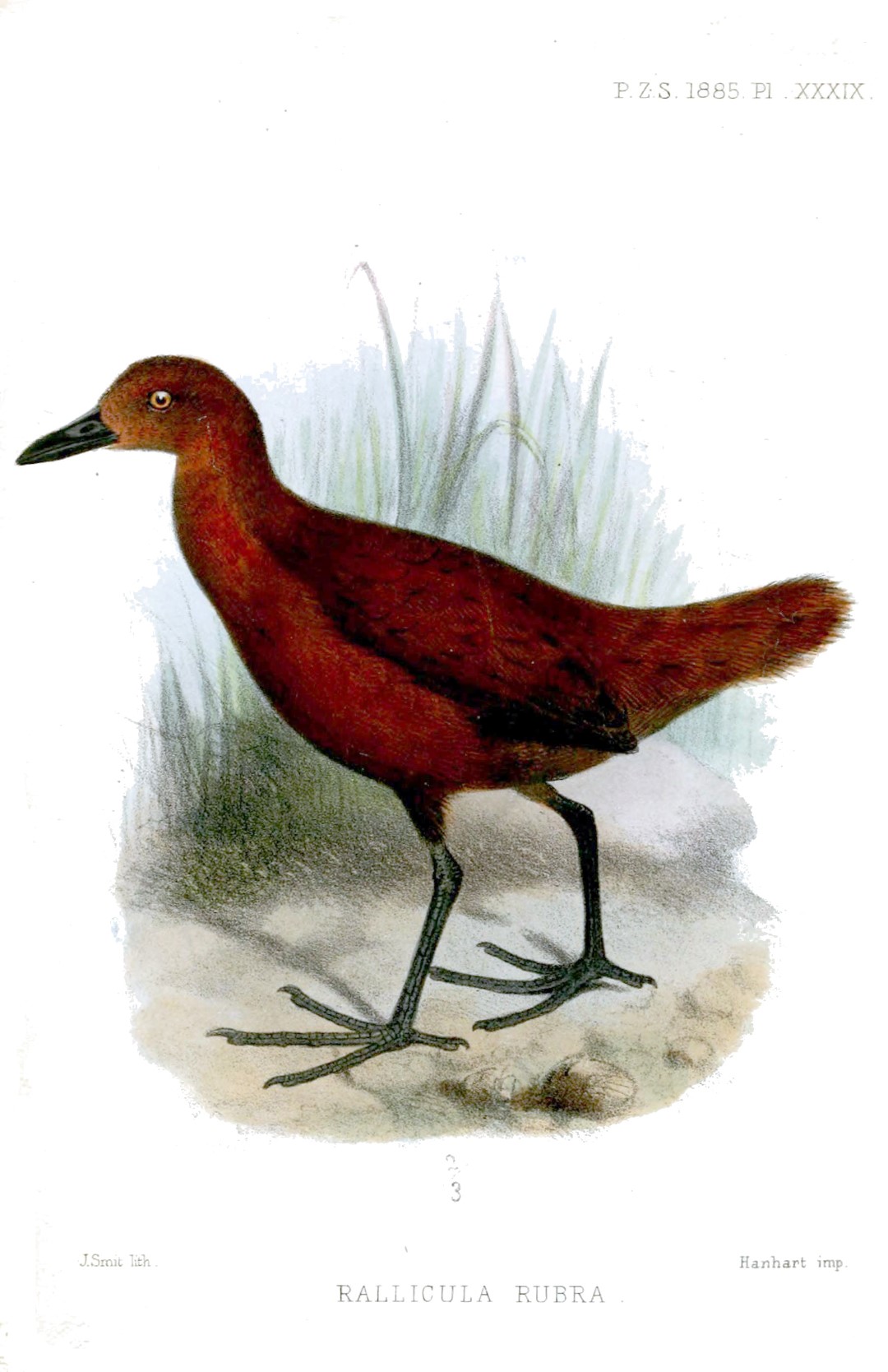 Red-necked crake