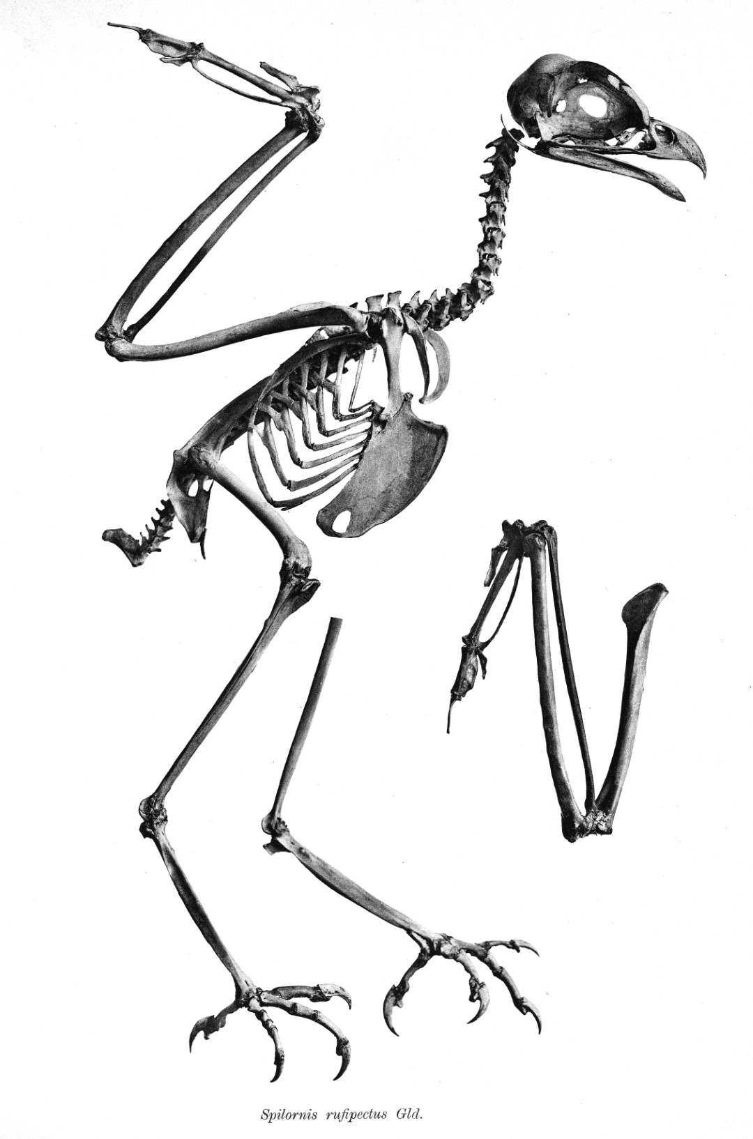 Red-necked Crested Serpent Eagle