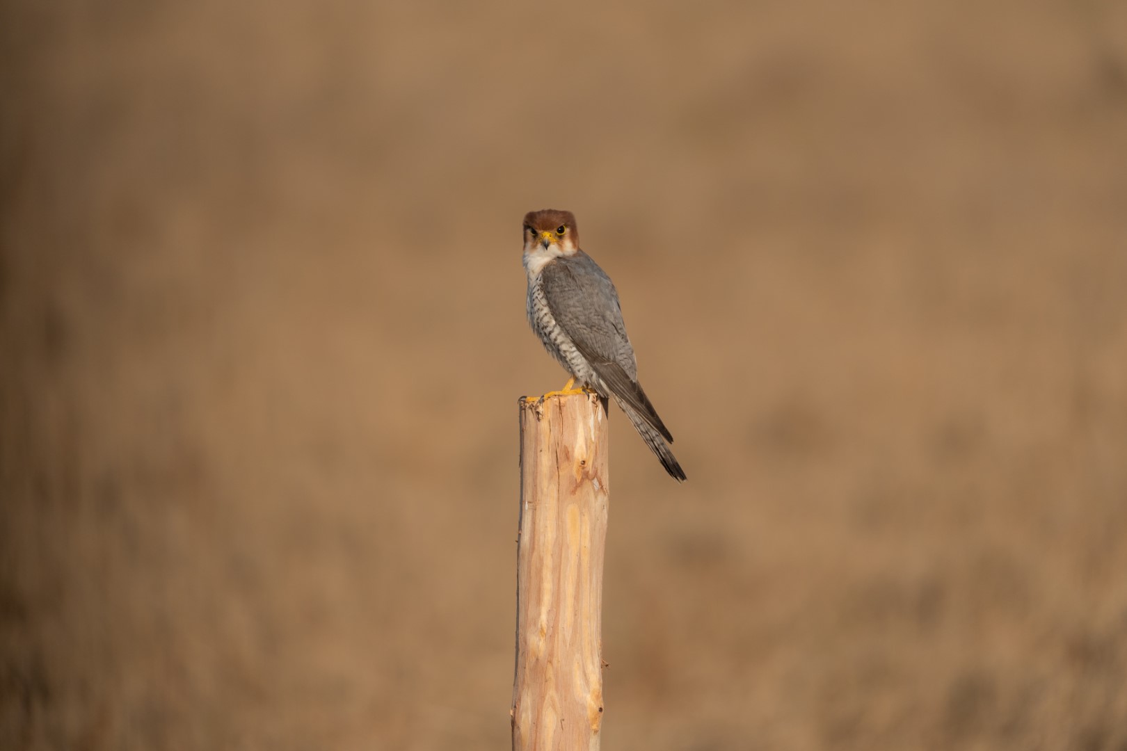Red-necked Falcon