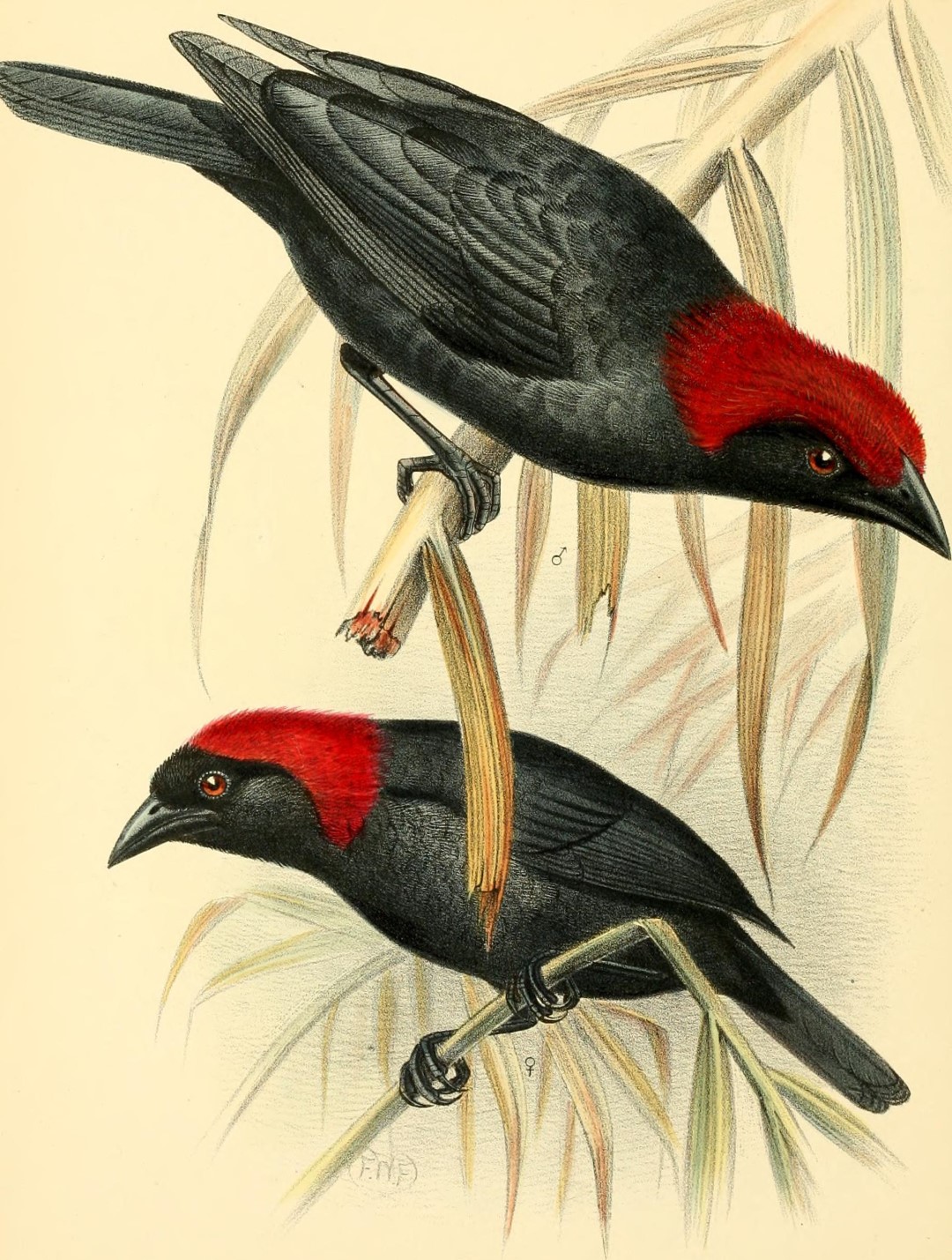 Red-necked malimbe