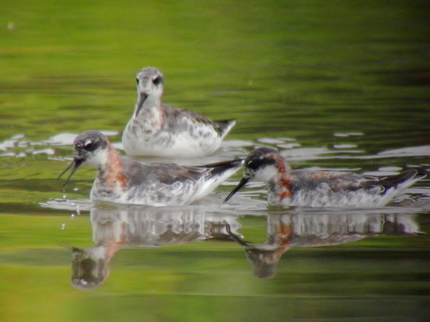 Red-necked Phalarope