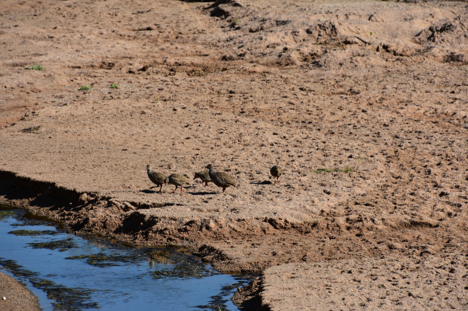 Red-necked spurfowl