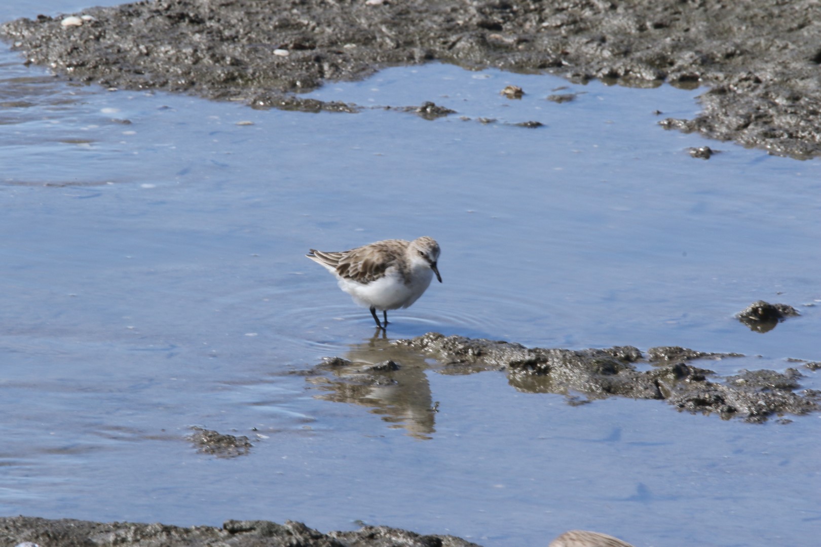 Red-necked Stint