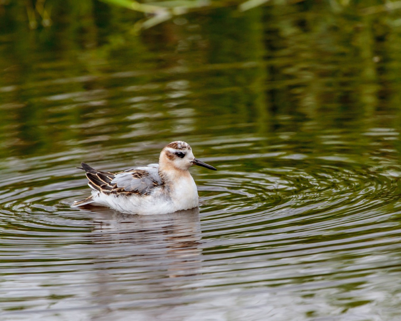 Red Phalarope