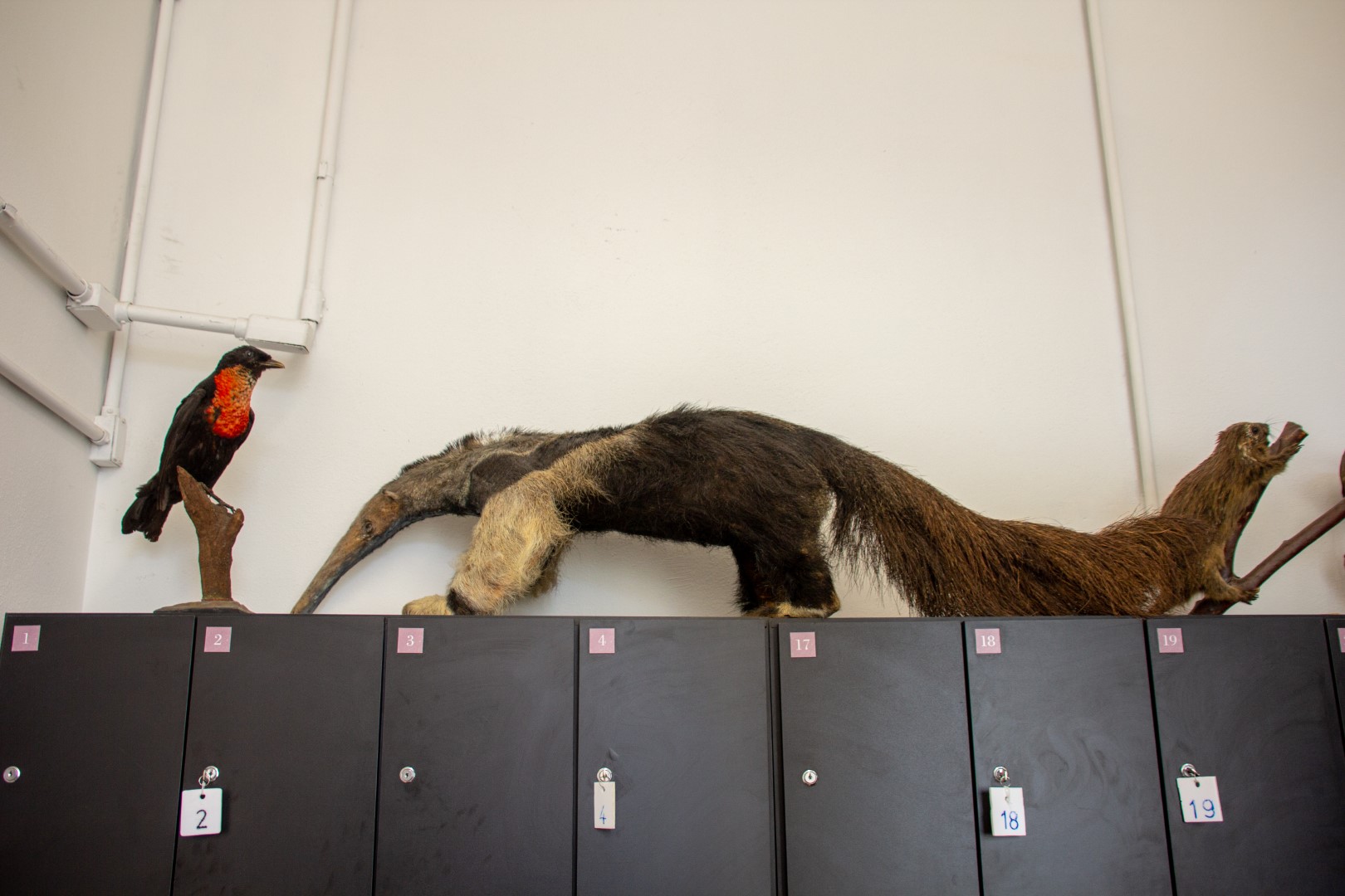 Red-ruffed Fruitcrow