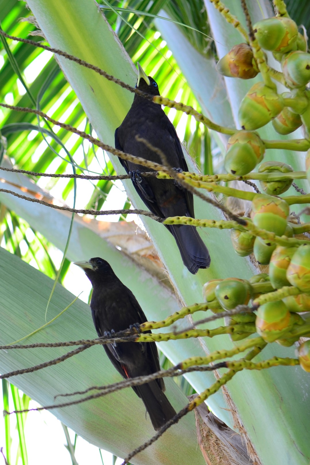 Red-rumped Cacique