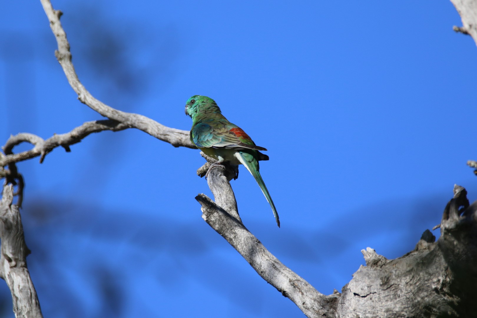 Red-rumped Parrot
