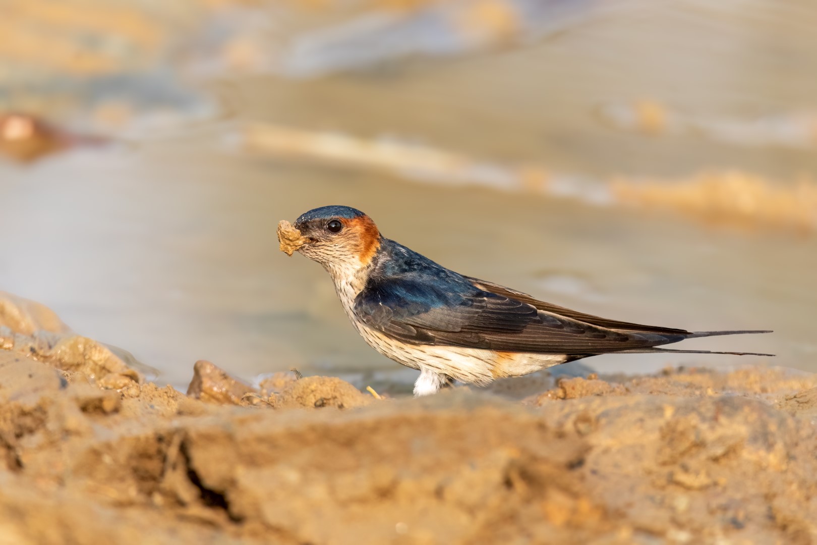 Red-rumped Swallow