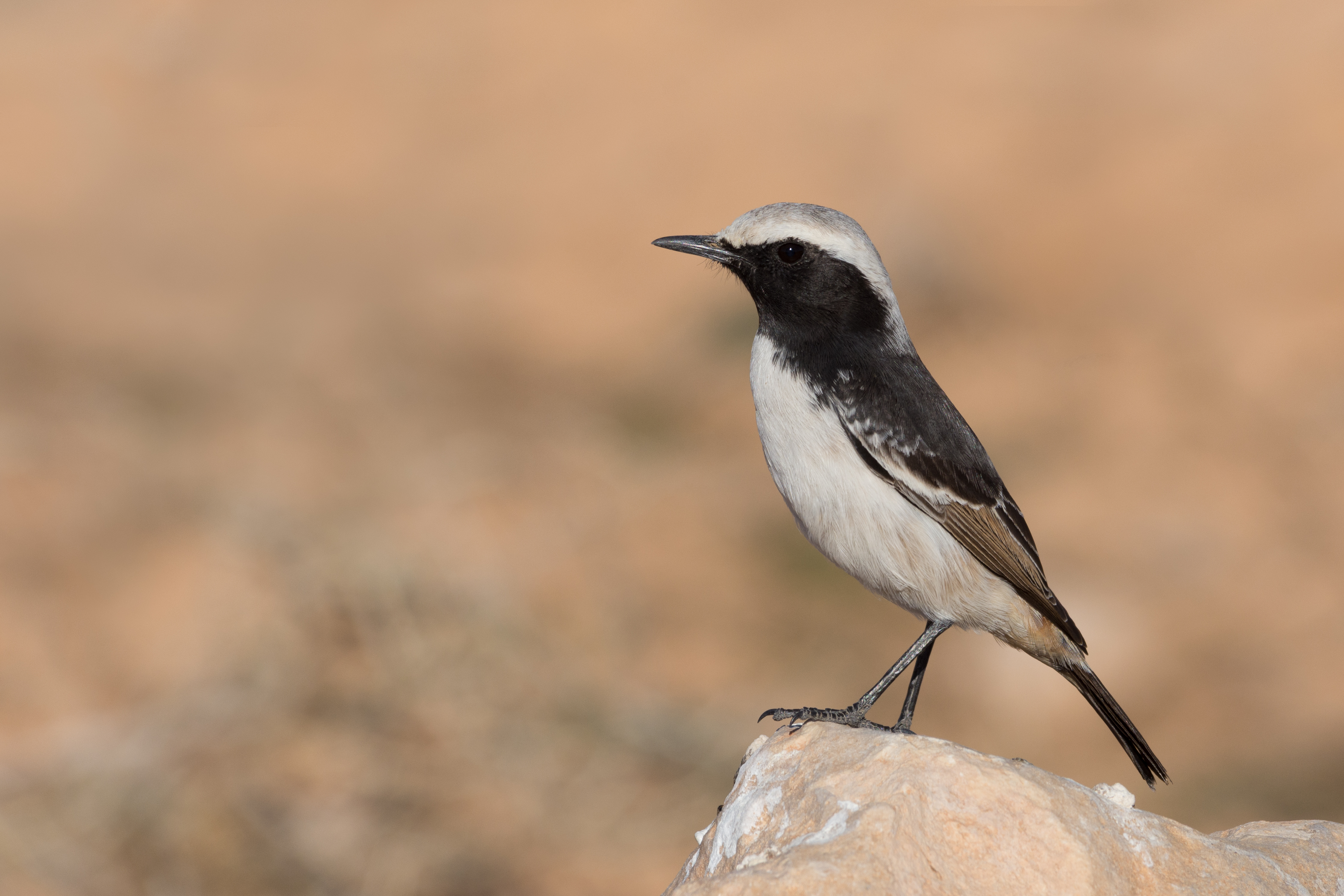 Red-rumped Wheatear