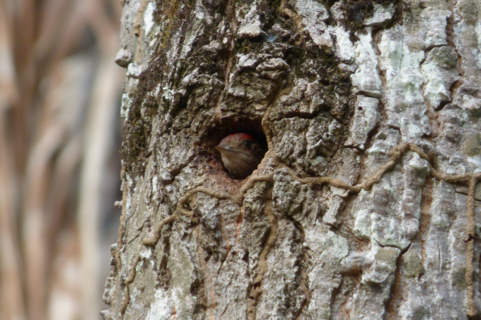 Red-rumped Woodpecker