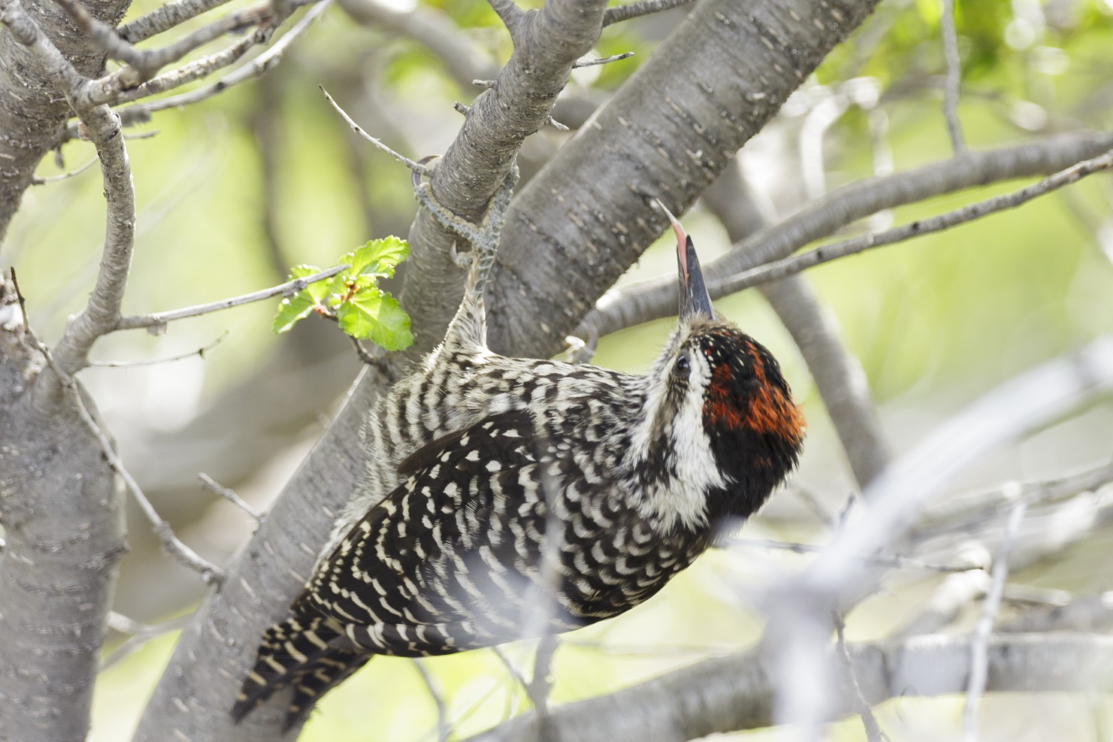 Red-rumped Woodpecker