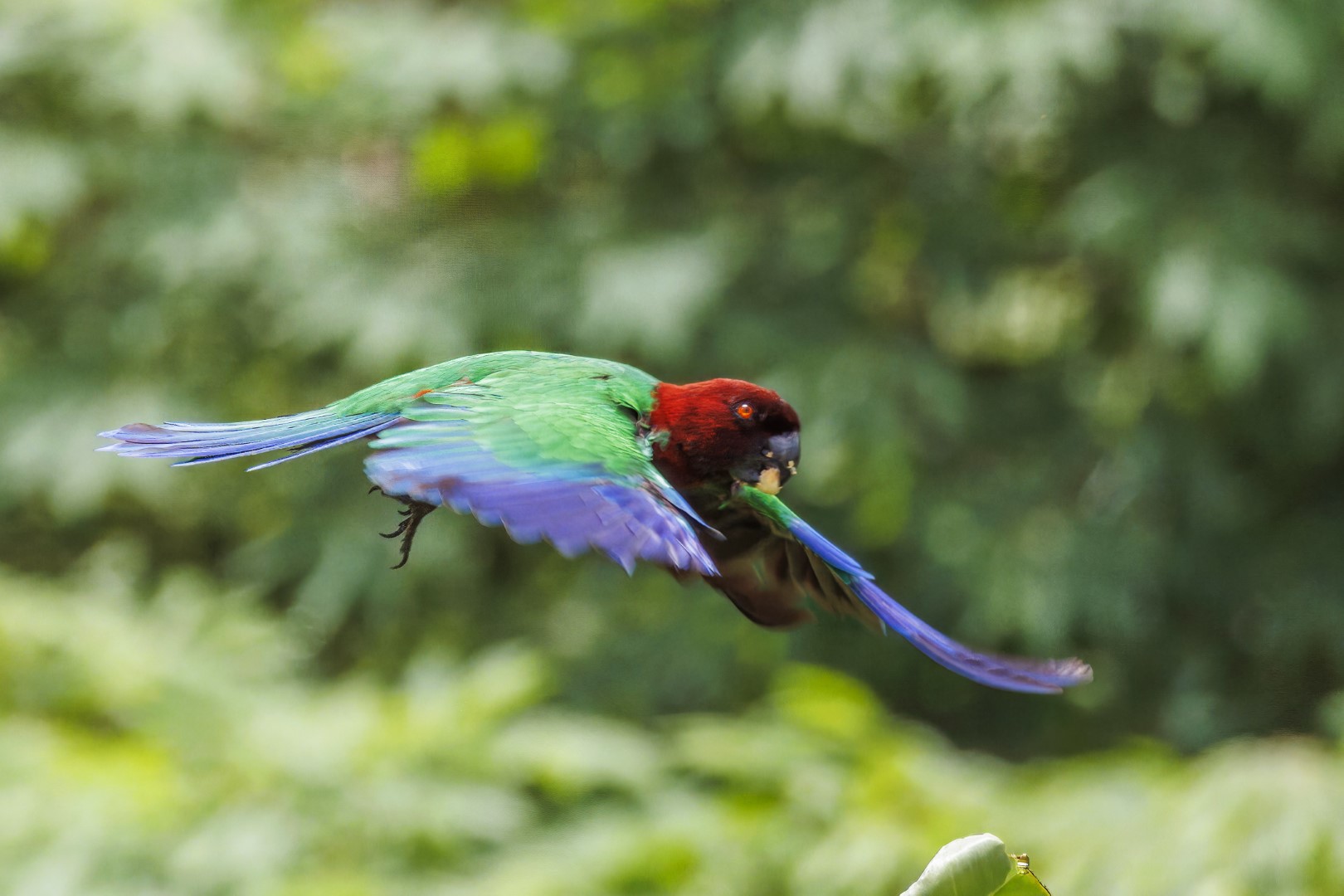 Red Shining Parrot