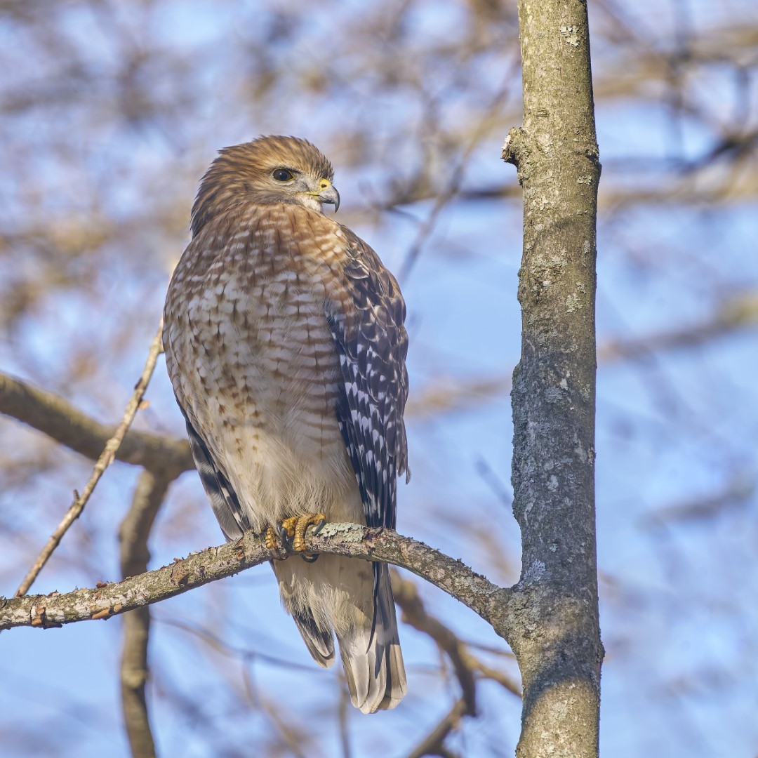 Red-shouldered Hawk