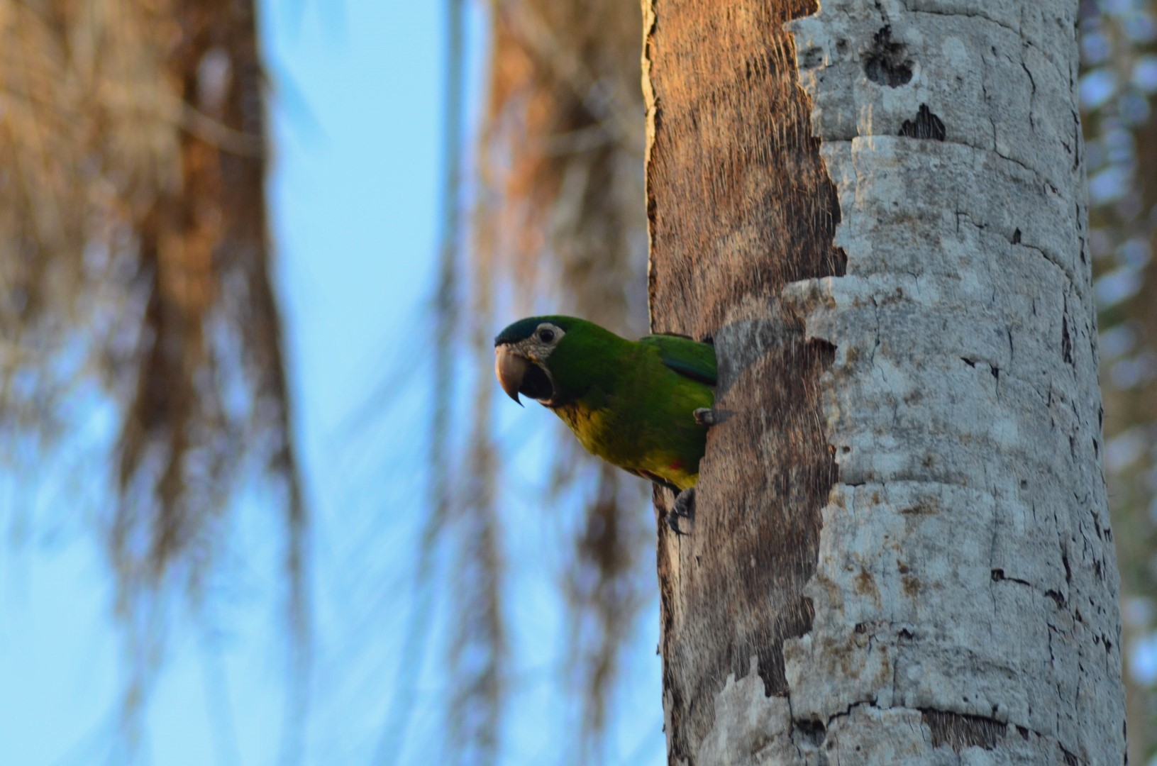 Red-shouldered Macaw