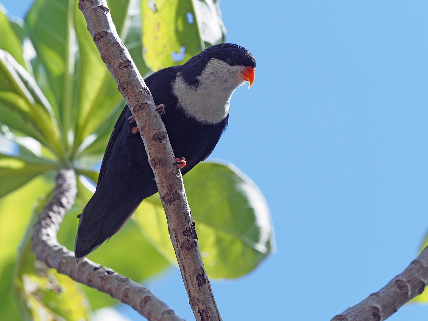 Red-shouldered Parrot