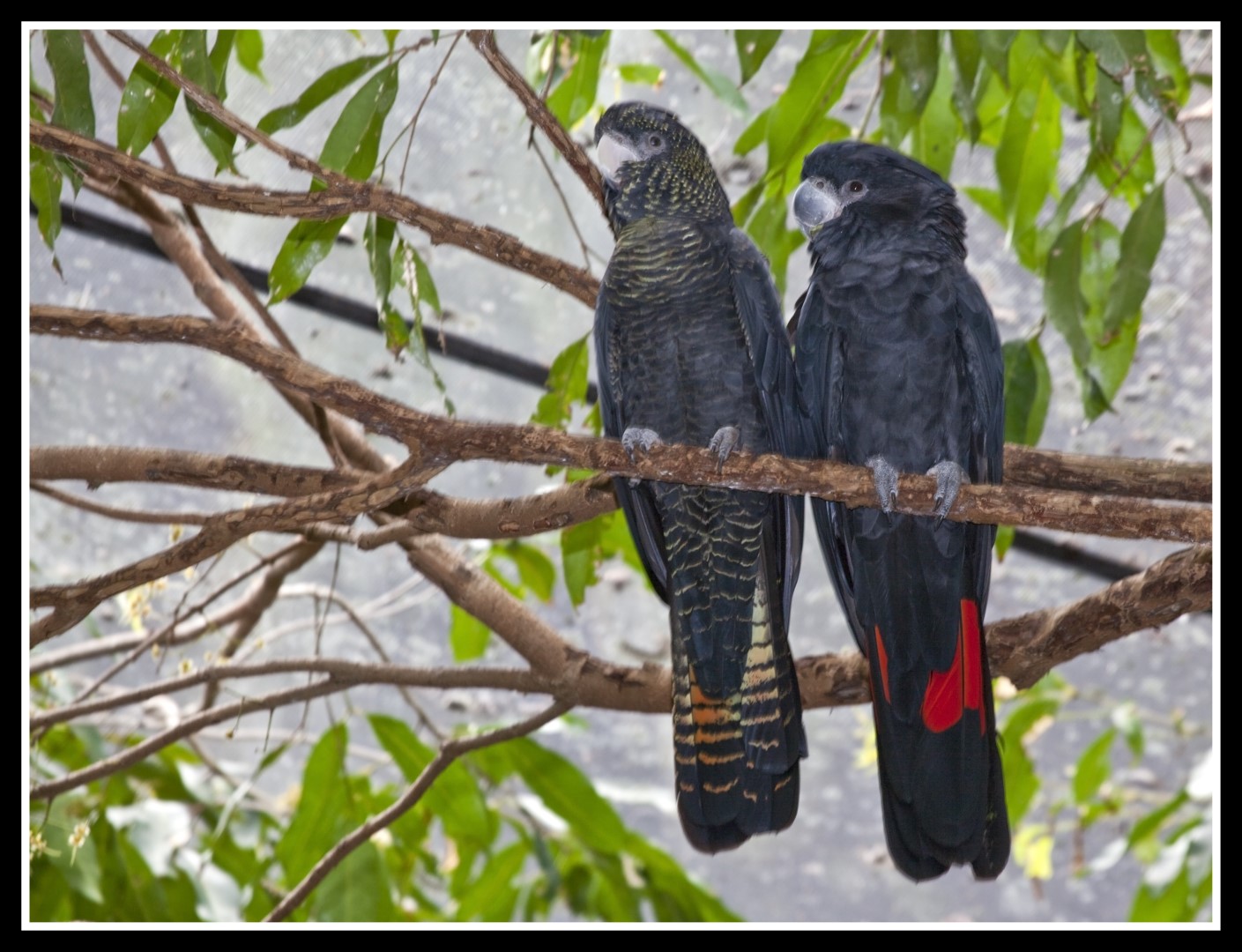 Red-tailed Black Cockatoo