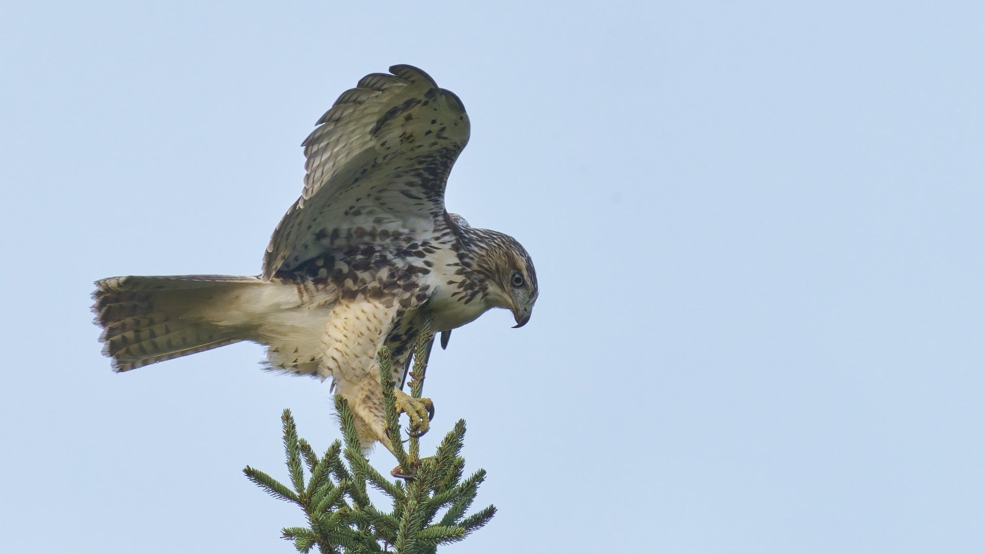 Red-tailed Hawk