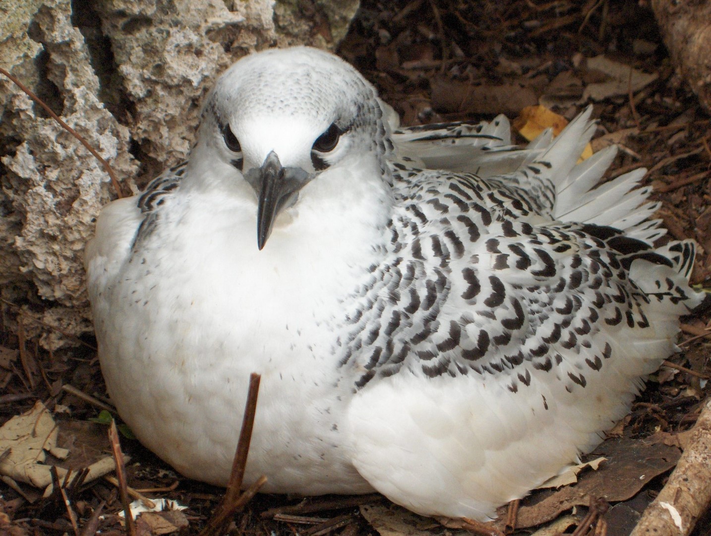 Red-tailed Tropicbird